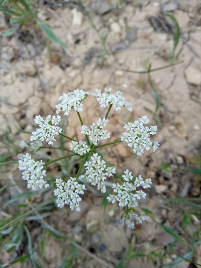 Bunium pachypodum, photographed by Karim Haddad