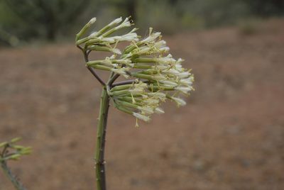 Kleinia odora, photographed by timharris