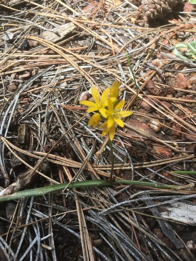 Triteleia lemmoniae, photographed by Mike Dechter