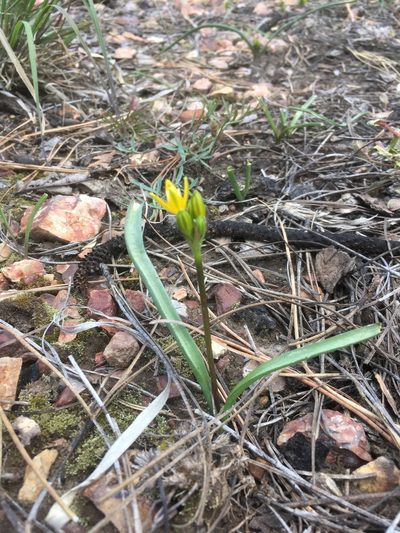 Triteleia lemmoniae, photographed by Mike Dechter