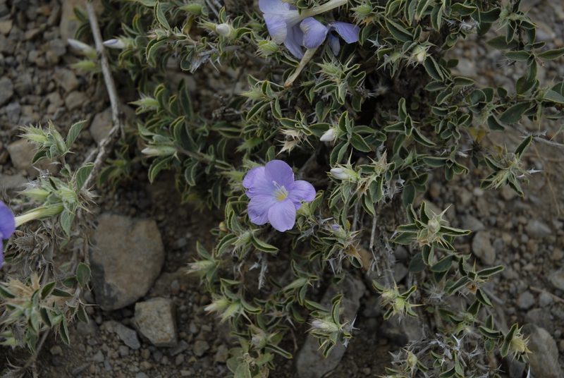 Barleria delamerei, photographed by timharris
