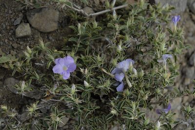 Barleria delamerei, photographed by timharris