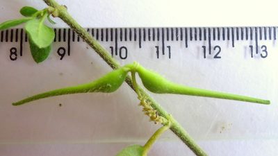 Ditassa oxyphylla, photographed by russiannaturalistbrazil