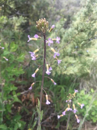 Boechera divaricarpa, photographed by Sky