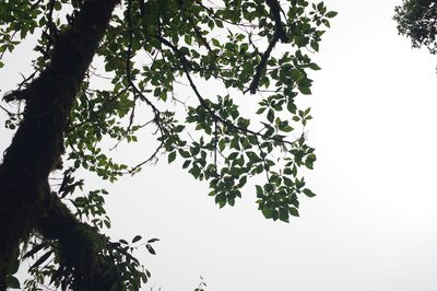 Sassafras randaiense, photographed by Cheng-Te Hsu