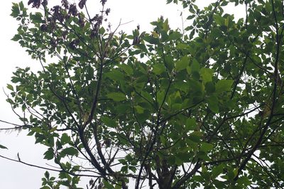 Sassafras randaiense, photographed by Cheng-Te Hsu