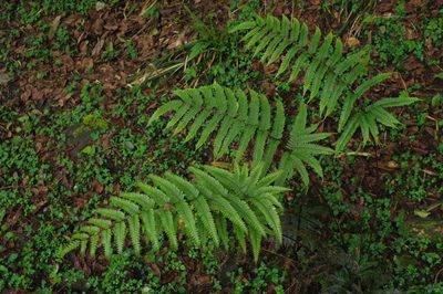 Pteris setulosocostulata, photographed by Cheng-Te Hsu