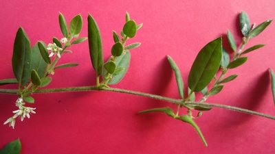 Ditassa oxyphylla, photographed by russiannaturalistbrazil