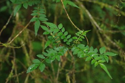 Zanthoxylum schinifolium, photographed by Cheng-Te Hsu