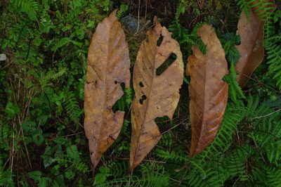 Lithocarpus kawakamii, photographed by Cheng-Te Hsu