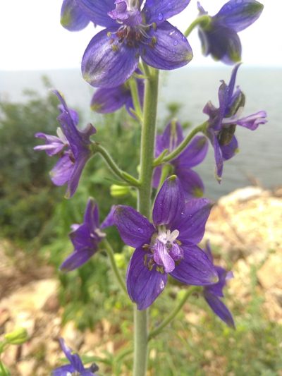 Delphinium staphisagria, photographed by Sarah Faulwetter