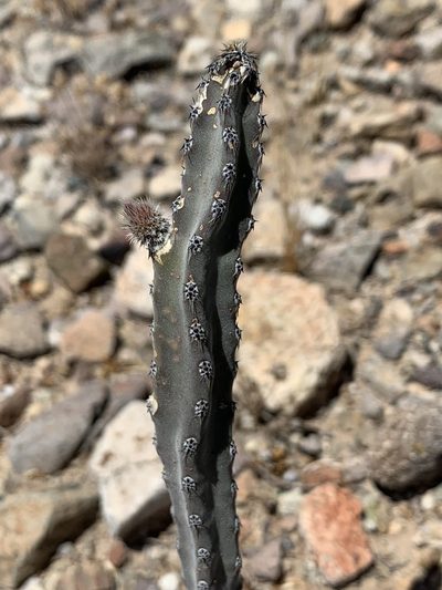 Peniocereus greggii, photographed by CK2AZ