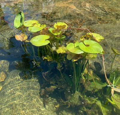 Echinodorus berteroi, photographed by Bill Levine