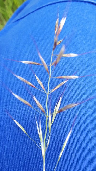 Helictochloa pratensis, photographed by Markus Krieger