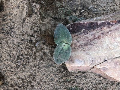 Striatula platyphylla, photographed by Dave U