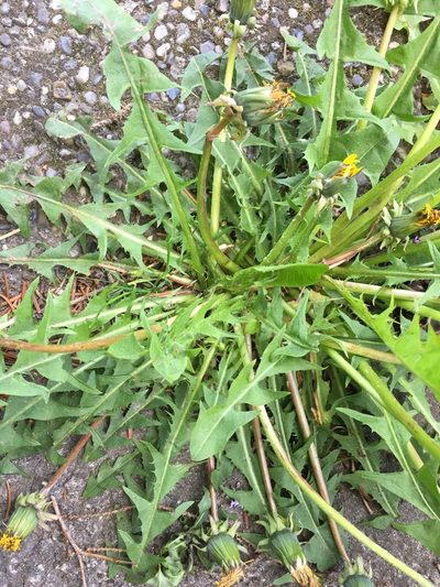 Taraxacum pallidipes, photographed by Dorte Stokholm