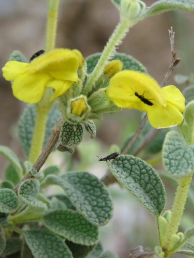 Phlomis lanata, photographed by Ronald Flipphi