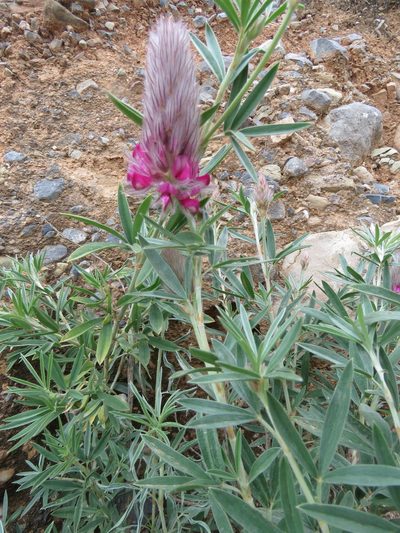 Ebenus cretica, photographed by Ronald Flipphi