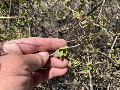 Lycium exsertum, photographed by CK2AZ