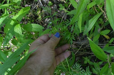 Perideridia americana, photographed by Evan Barker