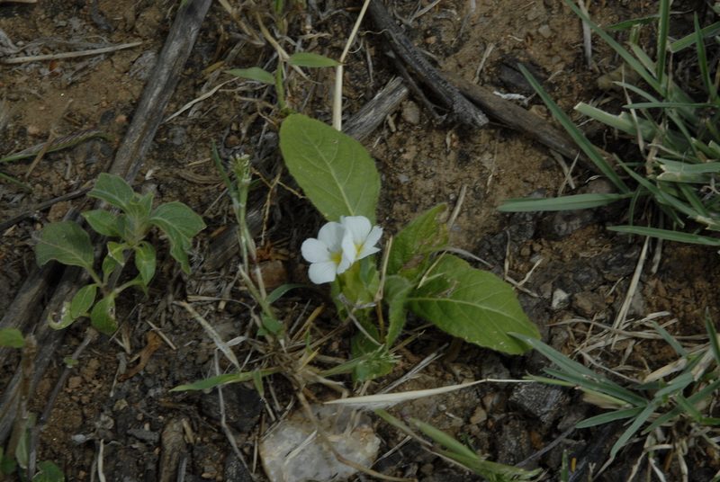 Crabbea velutina, photographed by timharris