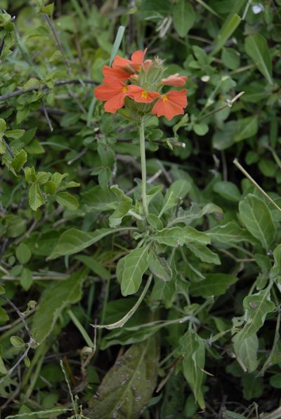 Crossandra mucronata, photographed by timharris