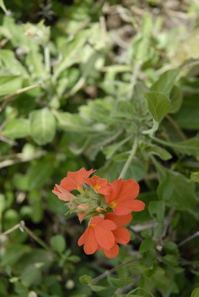 Crossandra mucronata, photographed by timharris