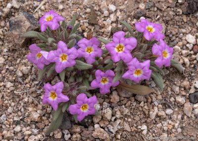 Nama aretioides, photographed by Tim Messick