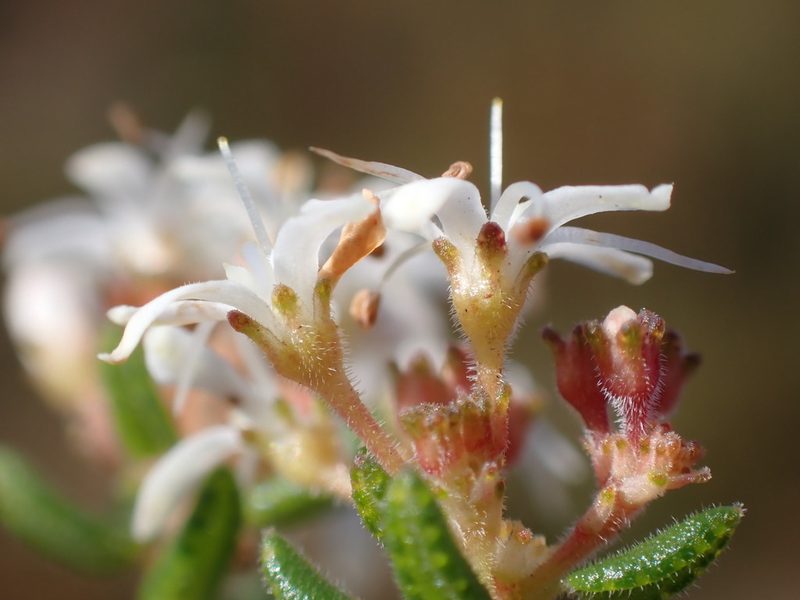 Agathosma blaerioides, photographed by Dave U