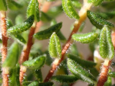 Agathosma blaerioides, photographed by Dave U
