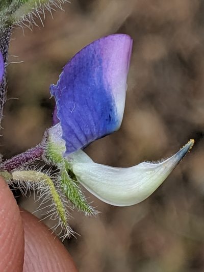 Lupinus affinis, photographed by Ken-ichi Ueda