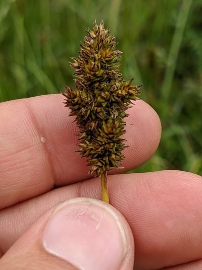 Carex densa, photographed by Ken-ichi Ueda
