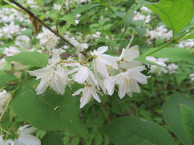Deutzia gracilis, photographed by Marco Mussita
