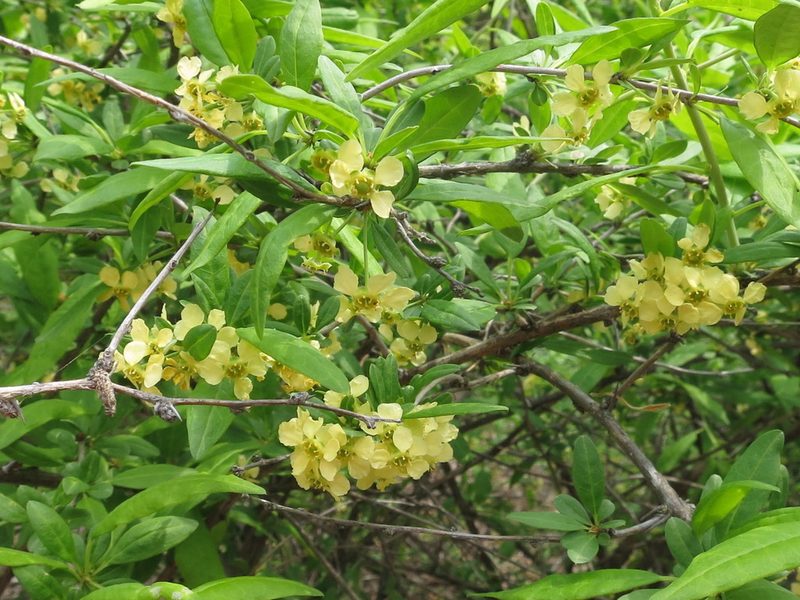 Prinsepia sinensis, photographed by Repina Tatyana