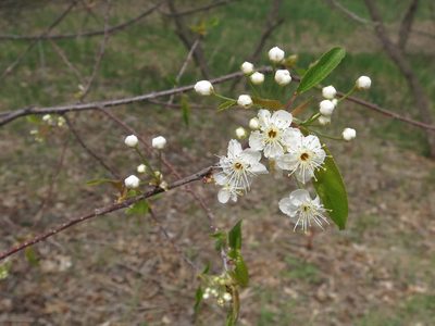 Prunus maximowiczii, photographed by Repina Tatyana