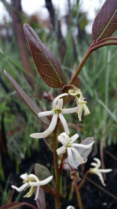 Asimina pulchella, photographed by Jay Horn