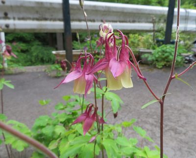 Aquilegia buergeriana, photographed by Marco Mussita