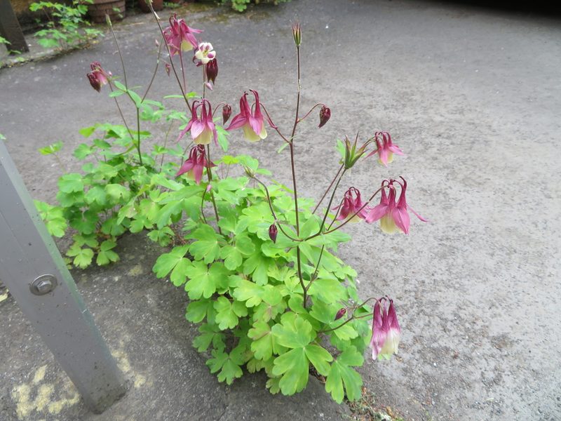 Aquilegia buergeriana, photographed by Marco Mussita