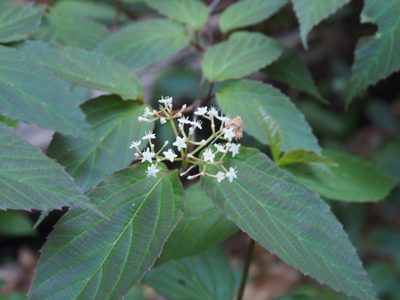 Viburnum setigerum, photographed by Lena Struwe