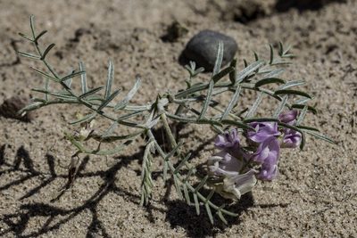 Astragalus ceramicus, photographed by Craig Martin