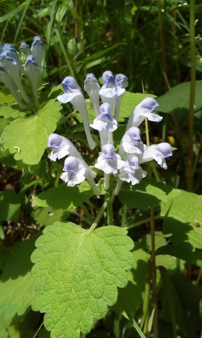 Scutellaria brachyspica, photographed by Takashi KOIKE