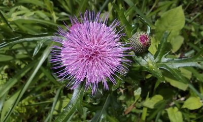 Cirsium japonicum, photographed by Takashi KOIKE