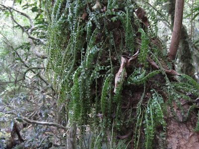 Asplenium sandersonii, photographed by Gonzalo Roget