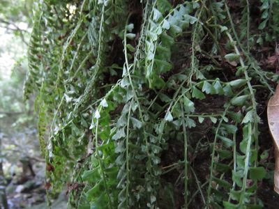 Asplenium sandersonii, photographed by Gonzalo Roget