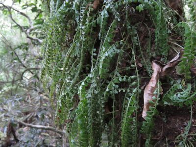 Asplenium sandersonii, photographed by Gonzalo Roget