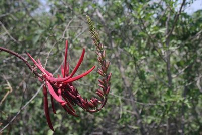 Erythrina nigrorosea, photographed by Juan Cruzado Cortés
