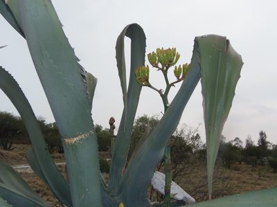 Agave mapisaga, photographed by Fernando Cecor