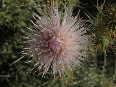 Cirsium mohavense, photographed by Jim Morefield