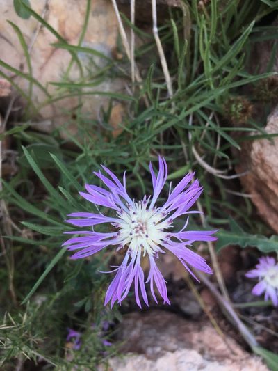 Centaurea linifolia, photographed by Naturalista