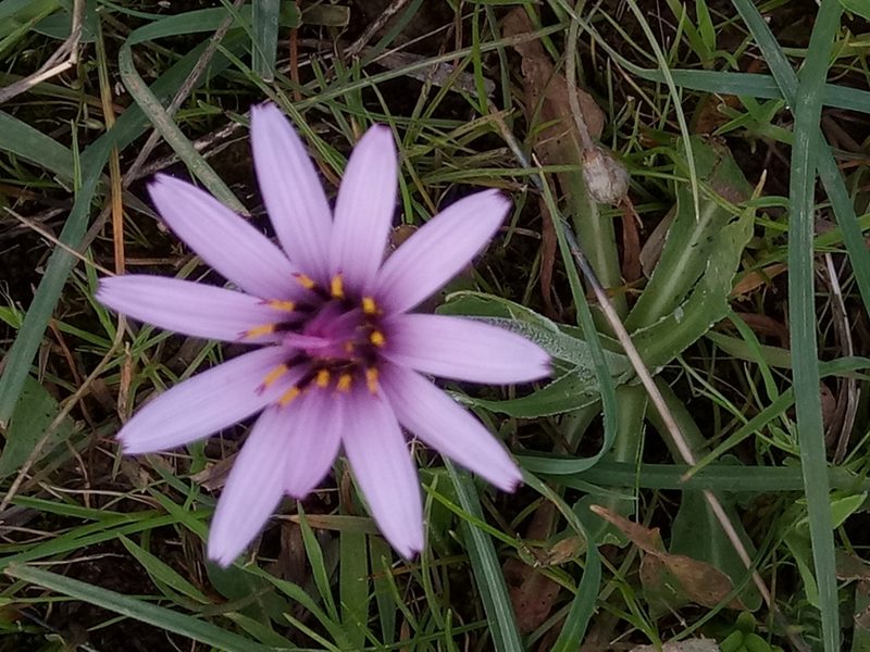 Pseudopodospermum undulatum, photographed by Karim Haddad